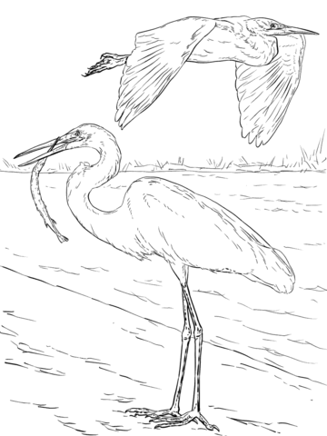 Two Great White Egrets Coloring Page